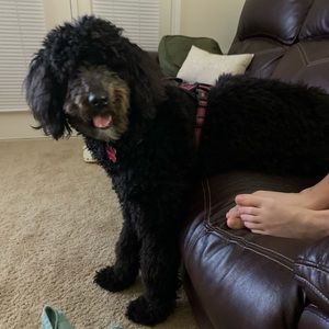 Meet your Posher, Kenny